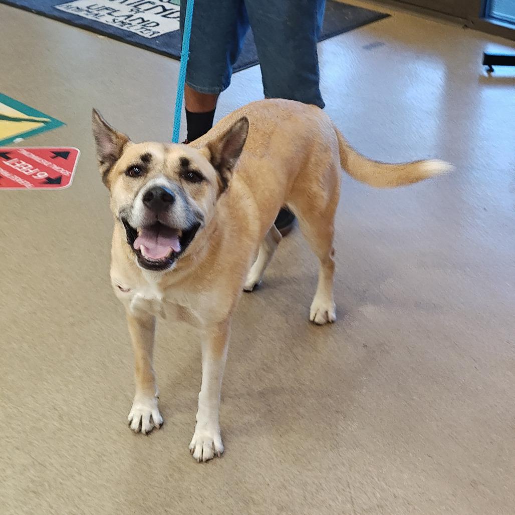 Enlarge HAYDEN, a Adoptable mixed breed in Upland, CA image 5/6