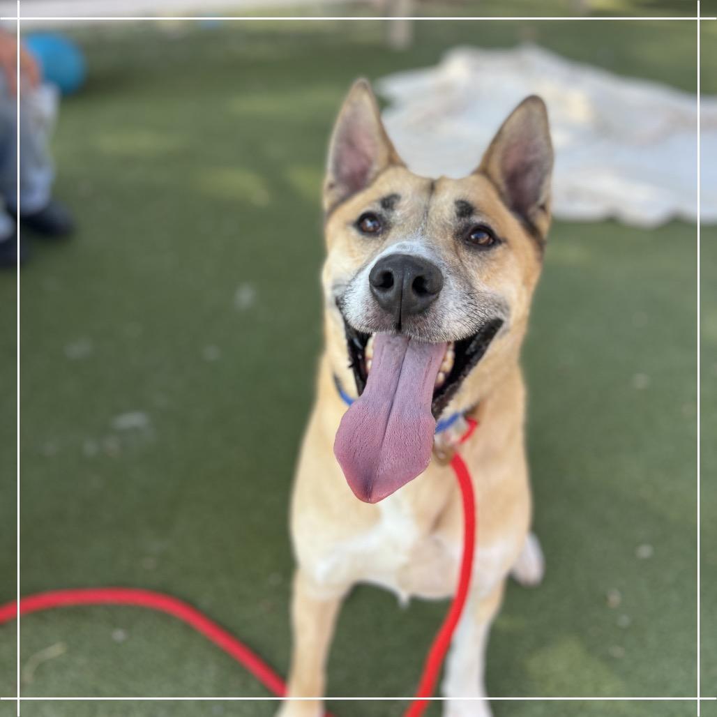 Enlarge HAYDEN, a Adoptable mixed breed in Upland, CA image 6/6