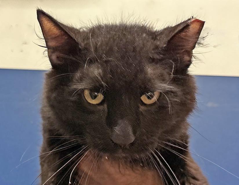 Enlarge Shadow, a Adoptable Domestic Long Hair in Columbus, IN image 1/1