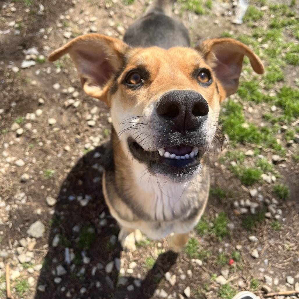 Lydia, Adoptable, Young Female Feist.