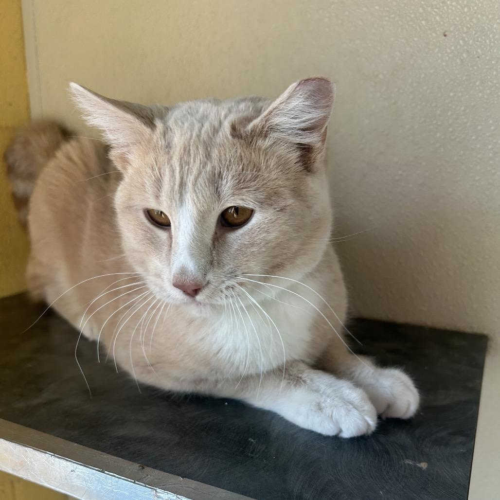 Creamsicle, Adoptable, Young Male Domestic Short Hair.