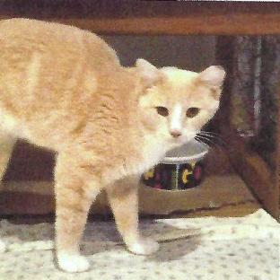 Enlarge Creamsicle, a Adoptable Domestic Short Hair in Lakewood, CO image 2/2