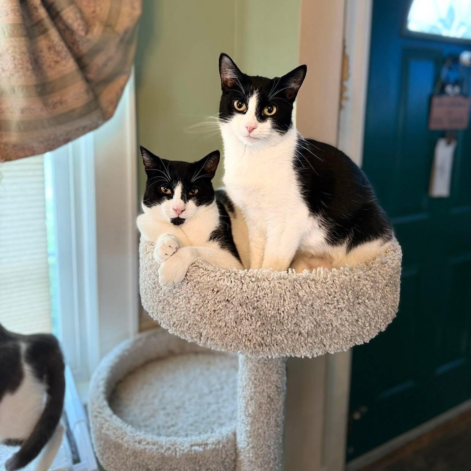 Betsy & Baldwin, Young Female Tuxedo