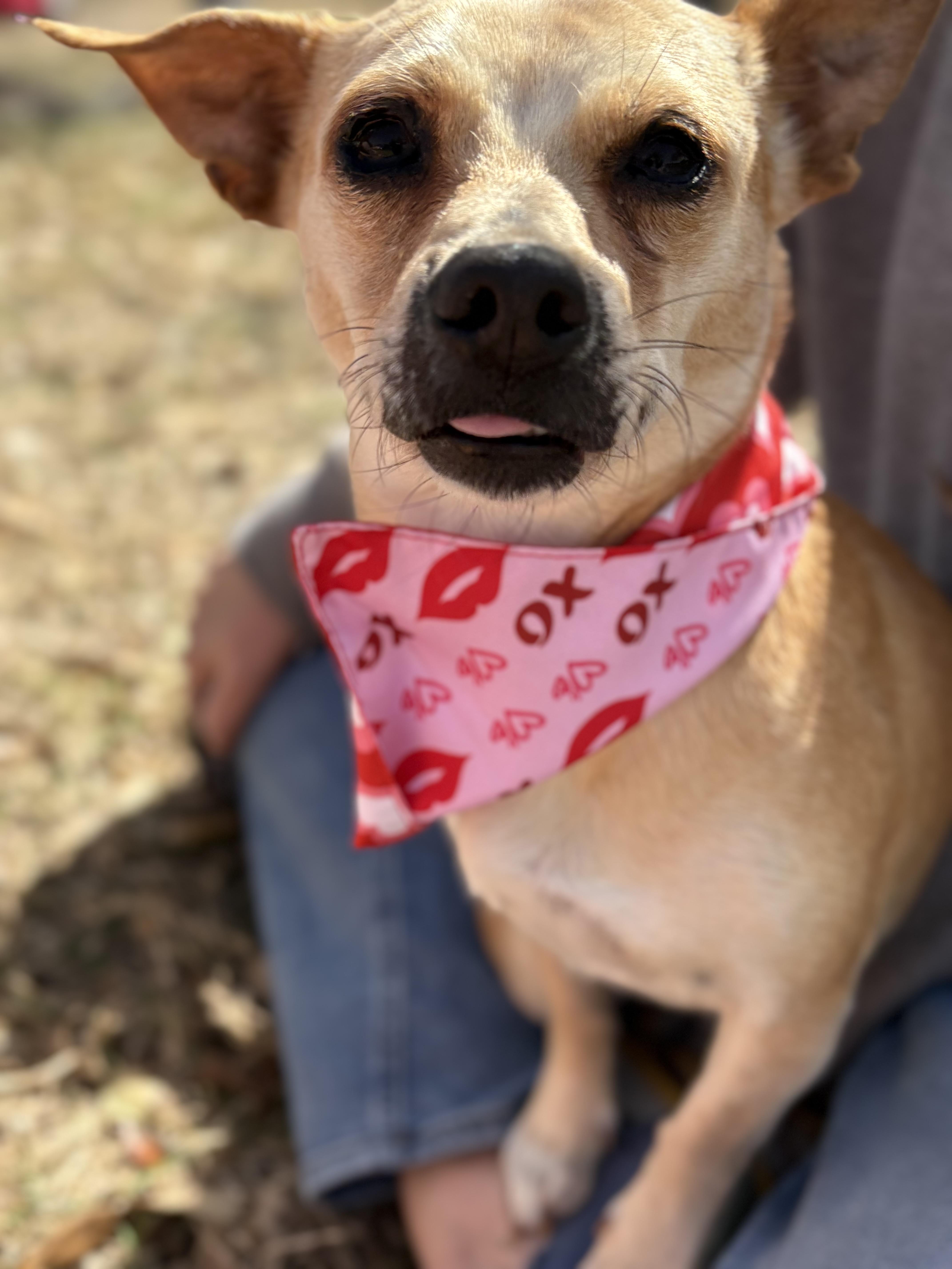 Sunshine , an adopted mixed breed in Forney, TX image 1/3