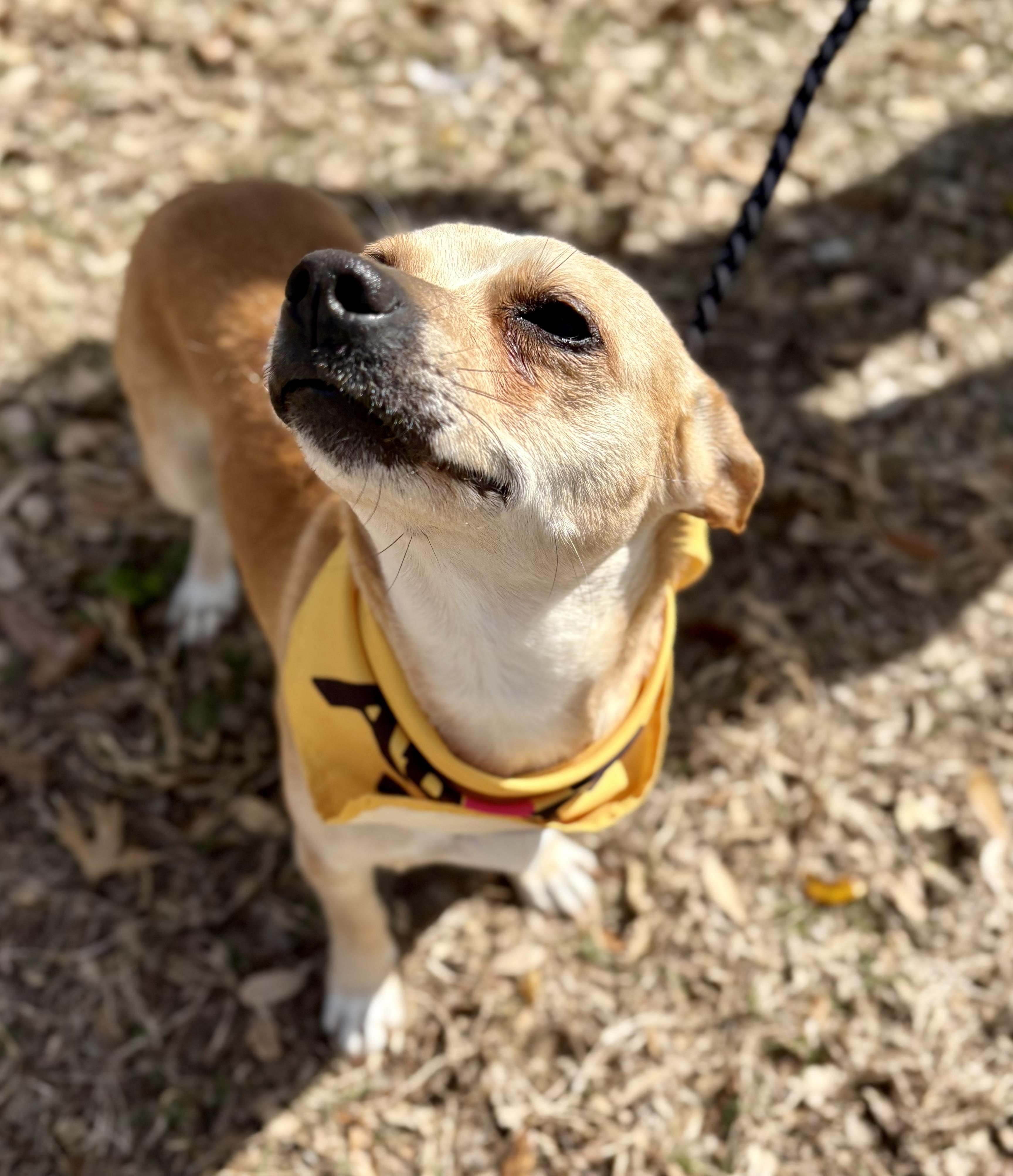 Sunshine , an adopted mixed breed in Forney, TX image 3/3