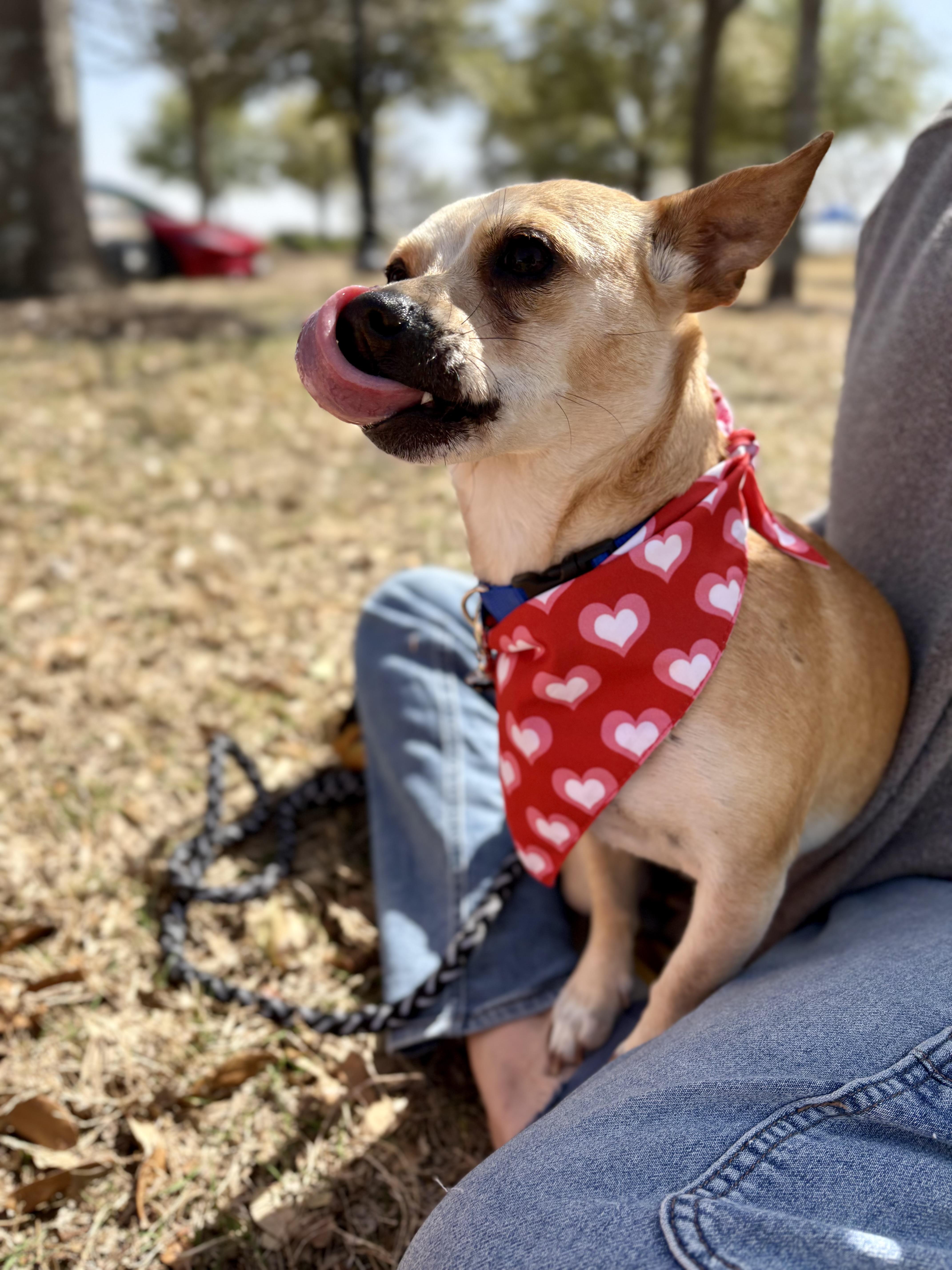 Sunshine , an adopted mixed breed in Forney, TX image 2/3
