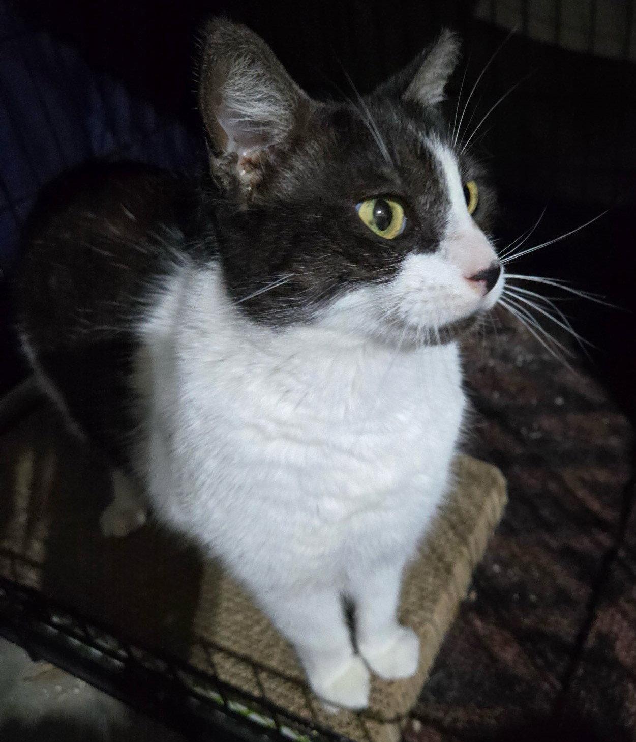 Enlarge Oreo, a Adoptable Domestic Short Hair in Oviedo, FL image 1/3