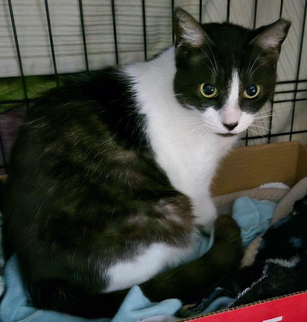 Enlarge Oreo, a Adoptable Domestic Short Hair in Oviedo, FL image 2/3