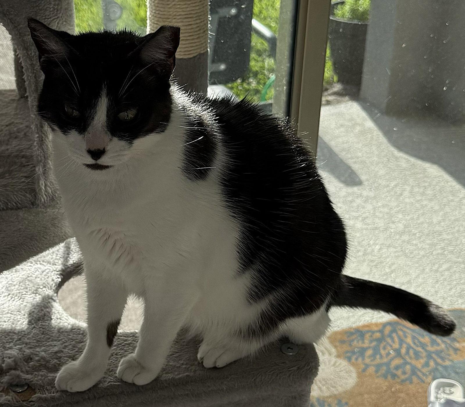 Enlarge Oreo, a Adoptable Domestic Short Hair in Oviedo, FL image 3/3