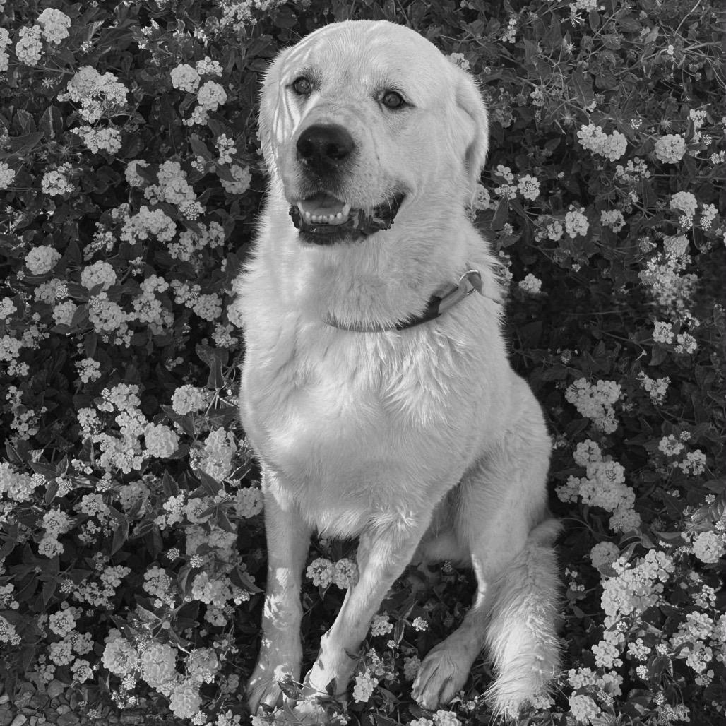 Enlarge Maestro, a Adoptable mixed breed in Phoenix, AZ image 1/3