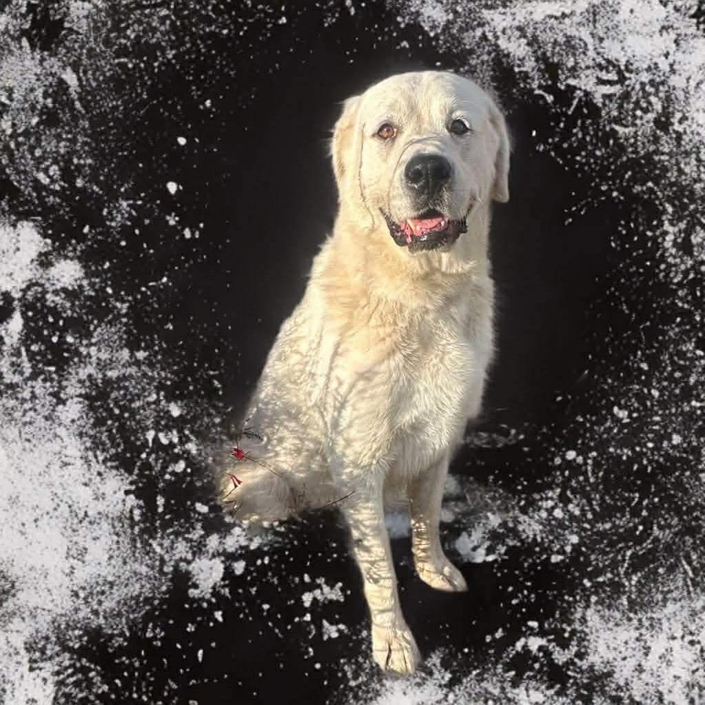 Enlarge Maestro, a Adoptable mixed breed in Phoenix, AZ image 2/3