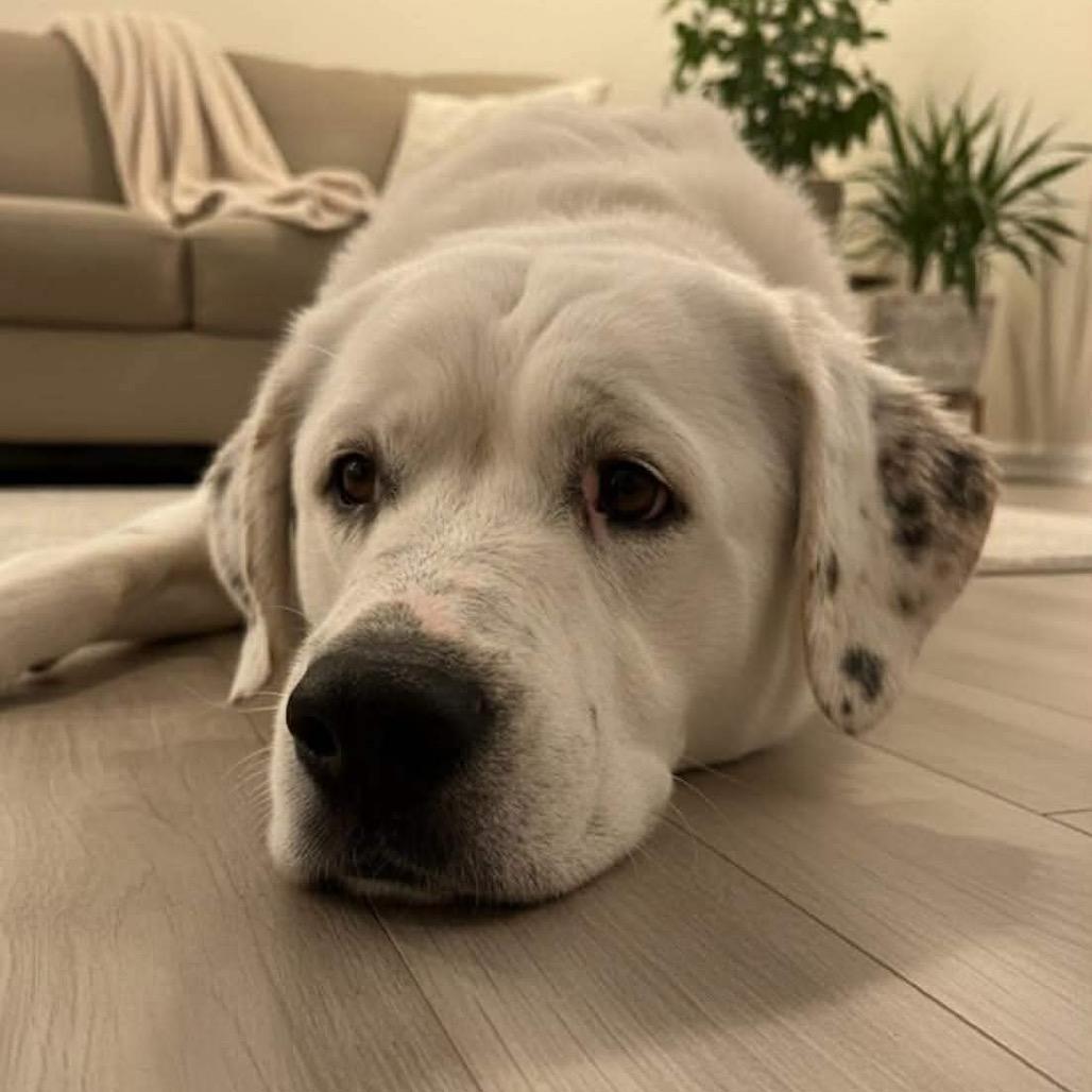 Enlarge Maestro, a Adoptable mixed breed in Phoenix, AZ image 3/3