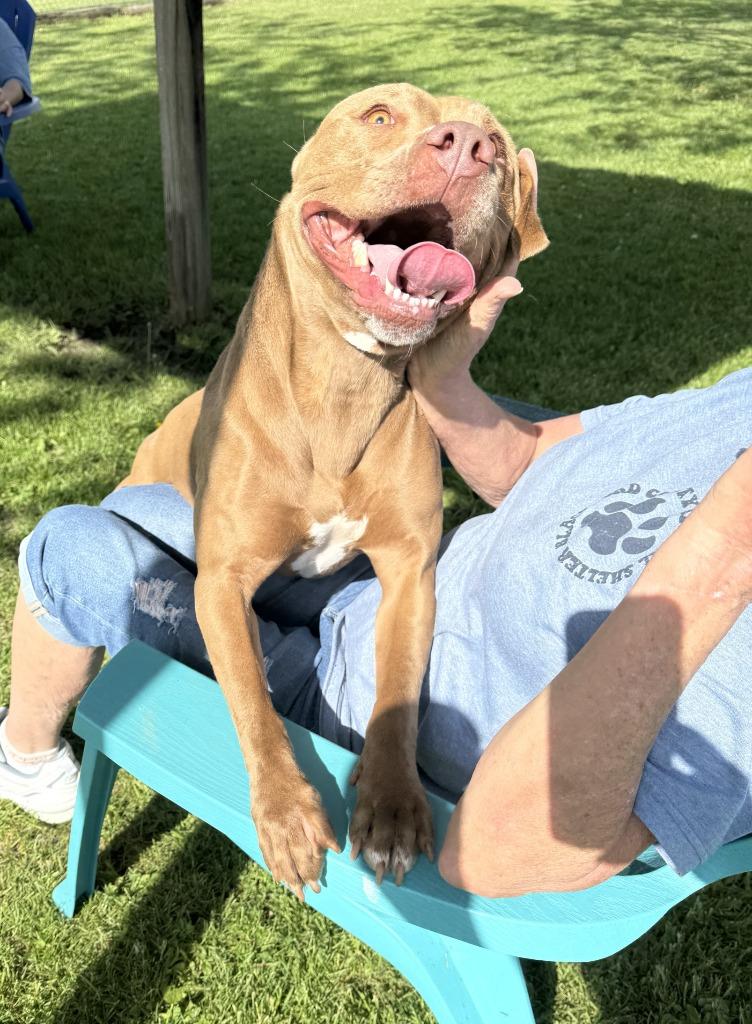 Princess, Adoptable, Young Female Terrier.