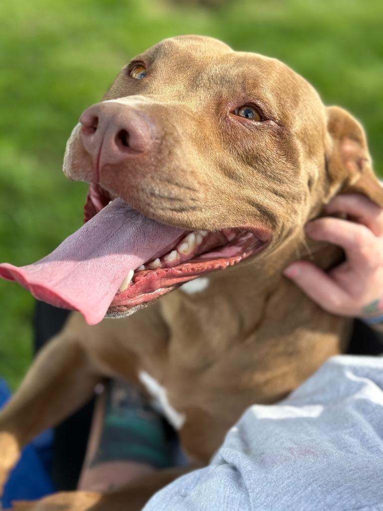 Enlarge Princess, a Adoptable mixed breed in Hartford City, IN image 2/5