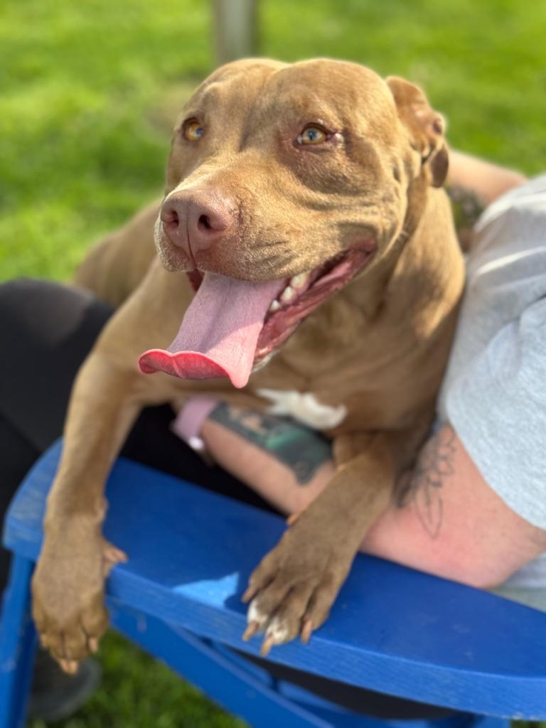 Enlarge Princess, a Adoptable mixed breed in Hartford City, IN image 3/5