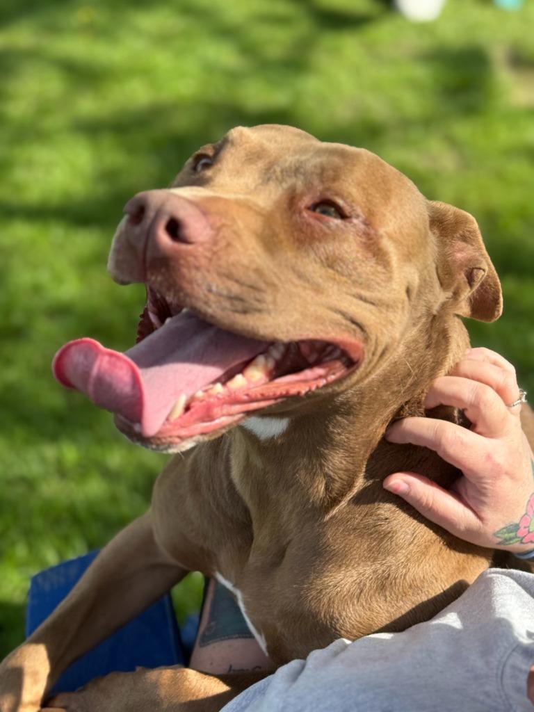 Enlarge Princess, a Adoptable mixed breed in Hartford City, IN image 4/5