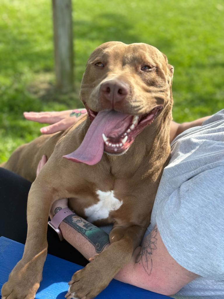 Enlarge Princess, a Adoptable mixed breed in Hartford City, IN image 5/5