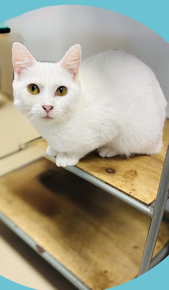 Luna, Adoptable, Young Female Domestic Short Hair.