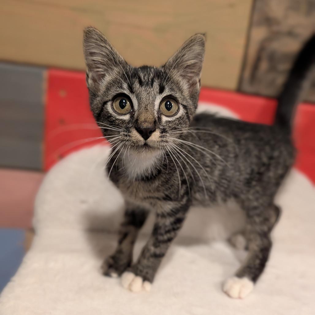 Enlarge Amadeus, a Adoptable Domestic Short Hair in Cape Girardeau, MO image 3/3