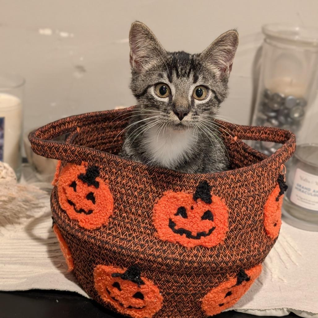Enlarge Amadeus, a Adoptable Domestic Short Hair in Cape Girardeau, MO image 1/3