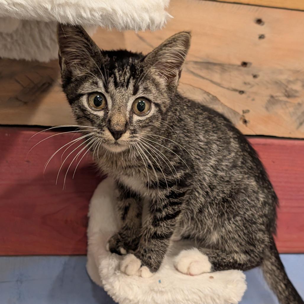 Enlarge Amadeus, a Adoptable Domestic Short Hair in Cape Girardeau, MO image 2/3