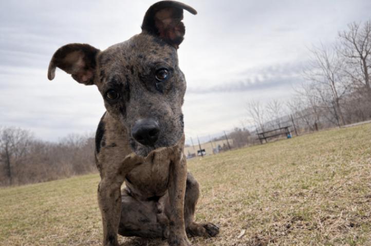 Enlarge Axle, a Adoptable mixed breed in Cortland, NY image 1/6