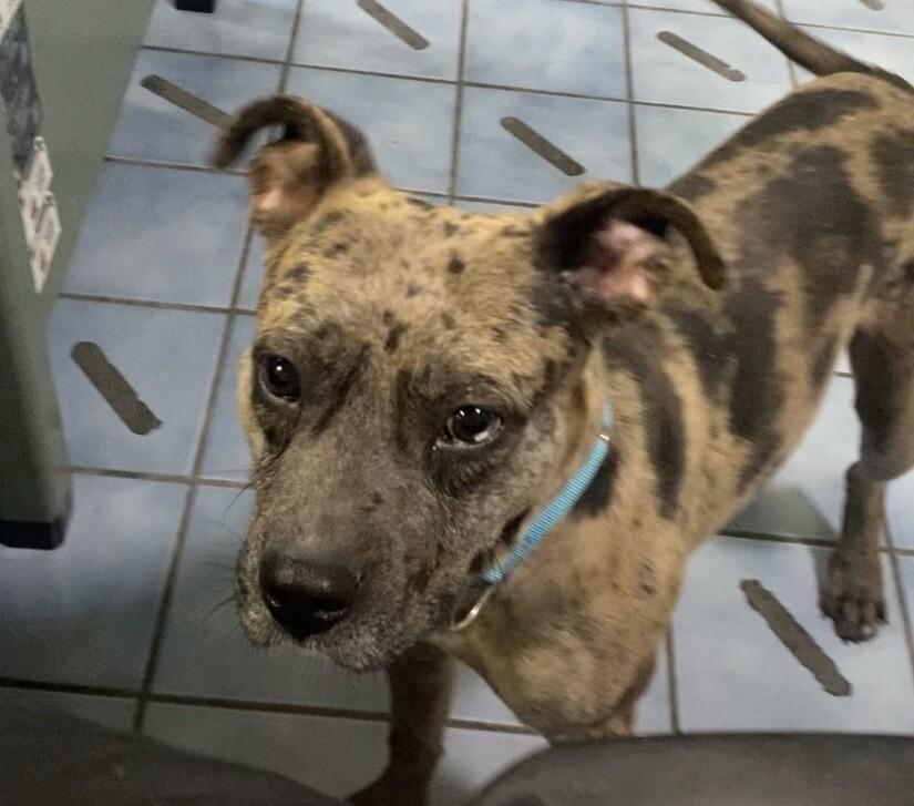 Enlarge Axle, a Adoptable mixed breed in Cortland, NY image 2/6