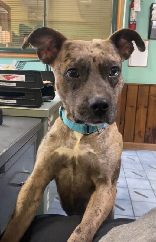 Enlarge Axle, a Adoptable mixed breed in Cortland, NY image 3/6