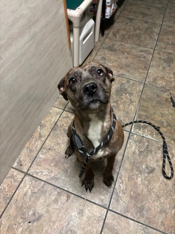 Enlarge Axle, a Adoptable mixed breed in Cortland, NY image 4/6