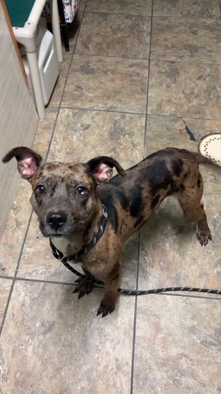 Enlarge Axle, a Adoptable mixed breed in Cortland, NY image 5/6