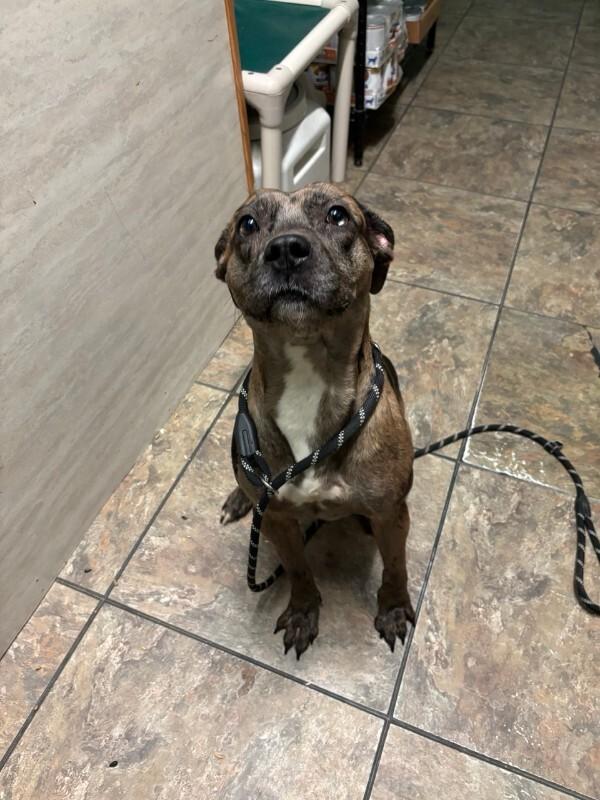 Enlarge Axle, a Adoptable mixed breed in Cortland, NY image 6/6