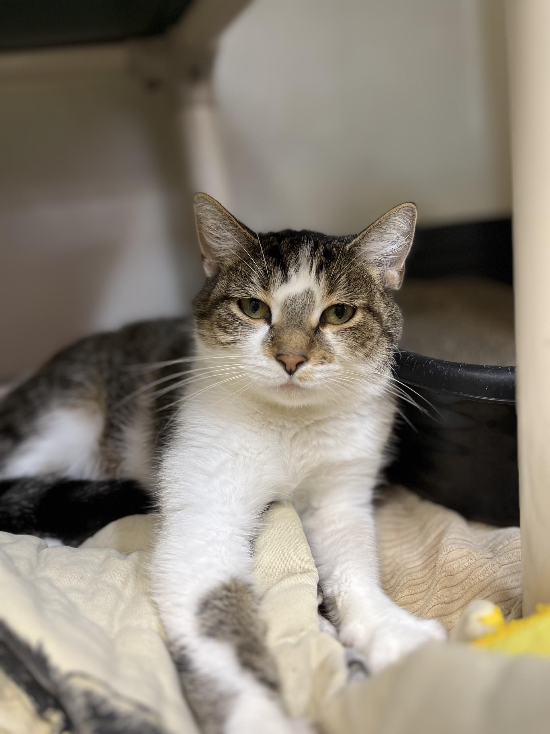Enlarge Penny, a Adoptable mixed breed in Upper Sandusky, OH image 1/3