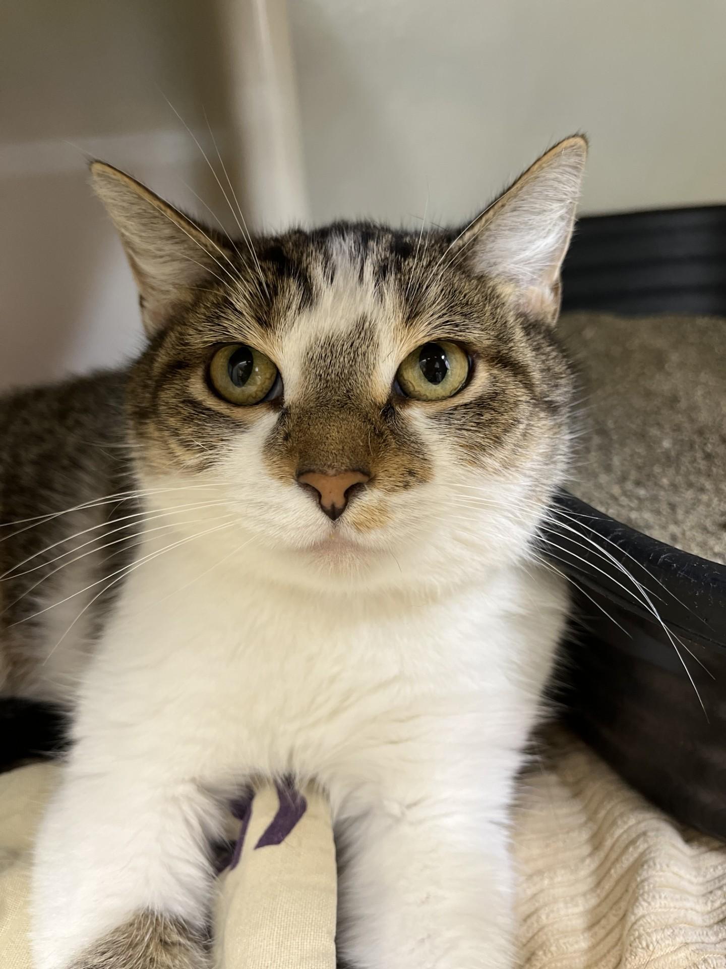 Enlarge Penny, a Adoptable mixed breed in Upper Sandusky, OH image 3/3