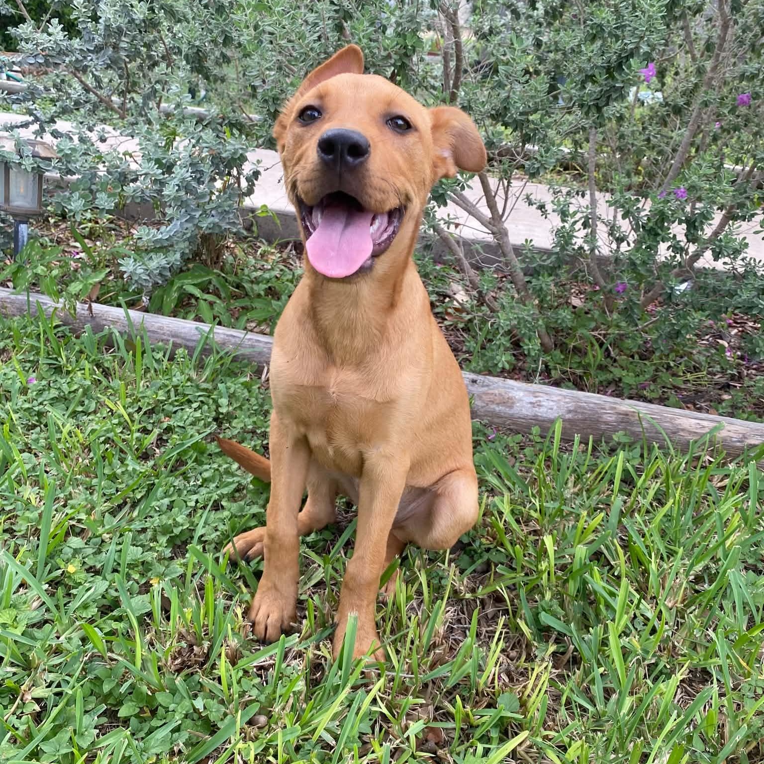 Cinnamon, an adopted mixed breed in Freeland MD, MD image 2/5