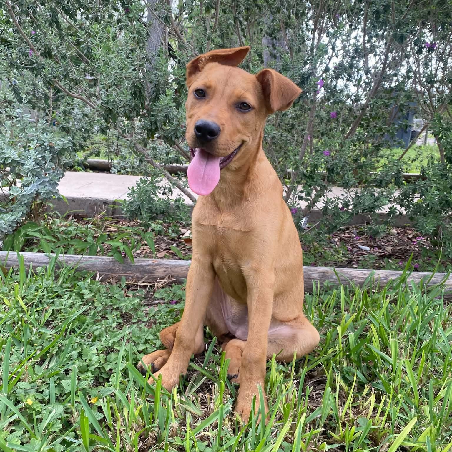 Cinnamon, an adopted mixed breed in Freeland MD, MD image 3/5
