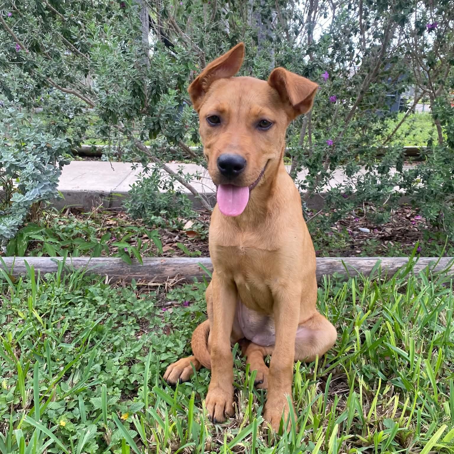 Cinnamon, an adopted mixed breed in Freeland MD, MD image 1/5
