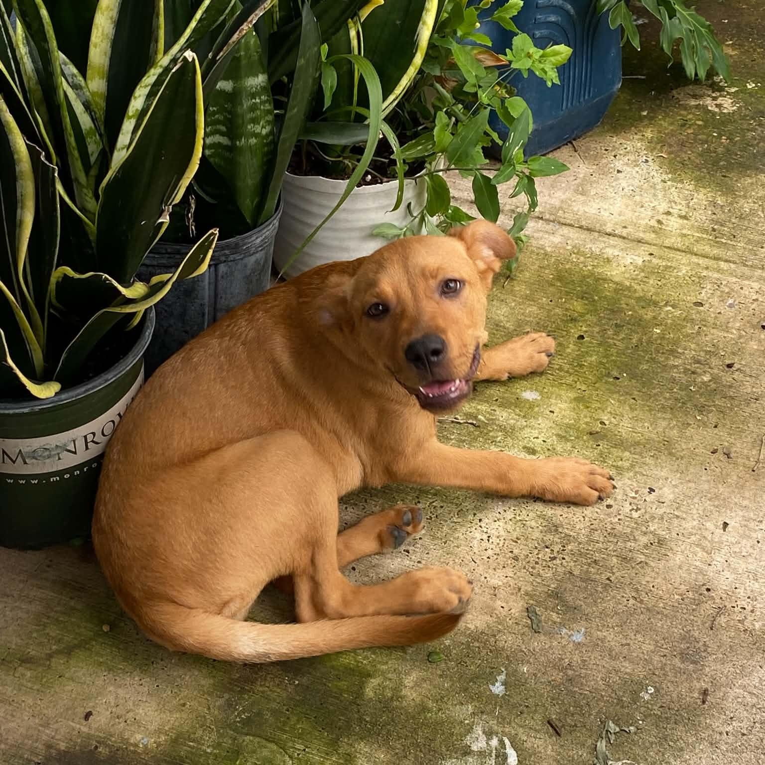 Cinnamon, an adopted mixed breed in Freeland MD, MD image 5/5