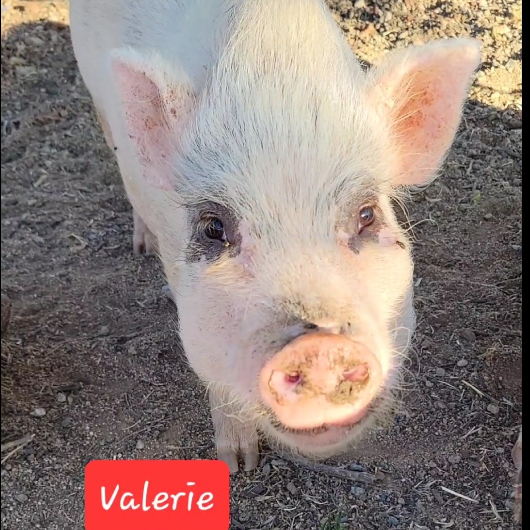 Enlarge Valerie, a Adoptable Pot Bellied in Agua Dulce, CA image 1/1