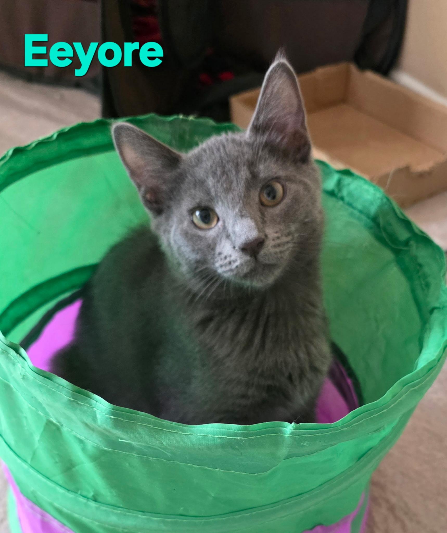 Eeyore, ADOPTABLE, Young Male Domestic Short Hair.