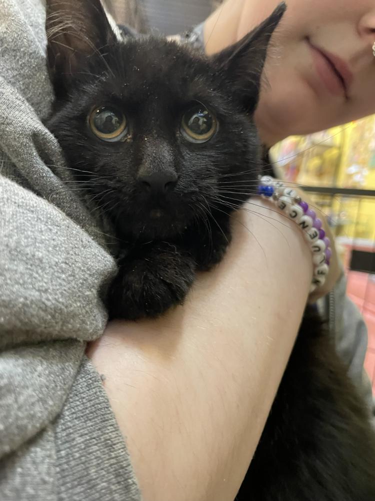 Enlarge Ash, a Adoptable mixed breed in Wheaton, IL image 1/2