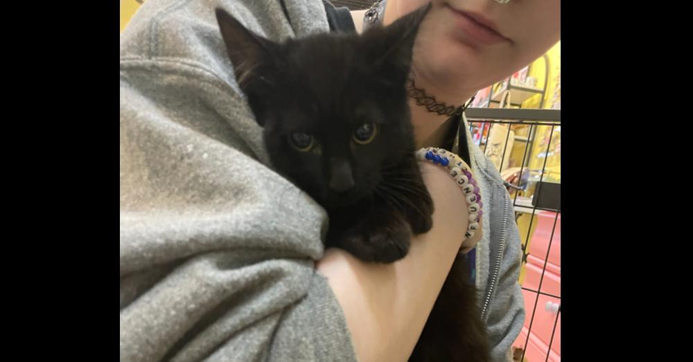 Enlarge Ash, a Adoptable mixed breed in Wheaton, IL image 2/2