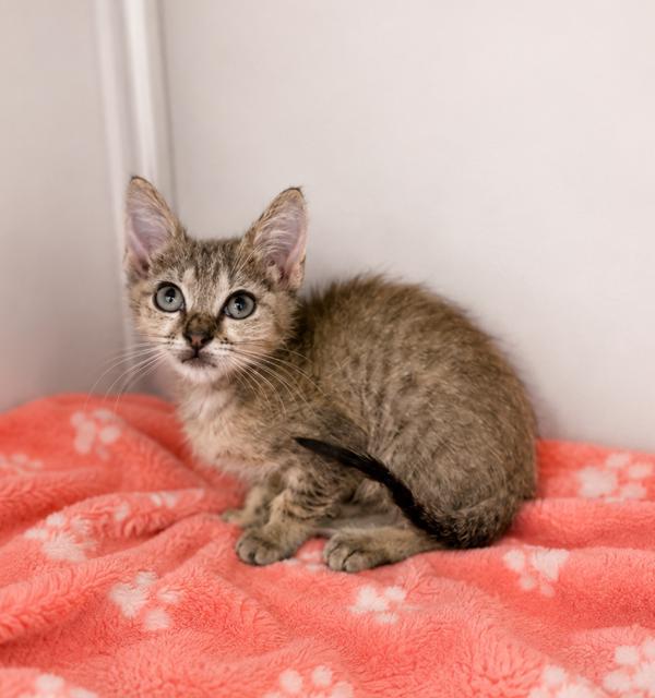 Bubbles, Adoptable, Kitten Male Domestic Short Hair.