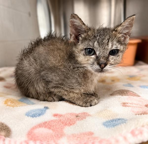 Bubbles, a Adoptable Domestic Short Hair in Lafayette, LA image 2/2