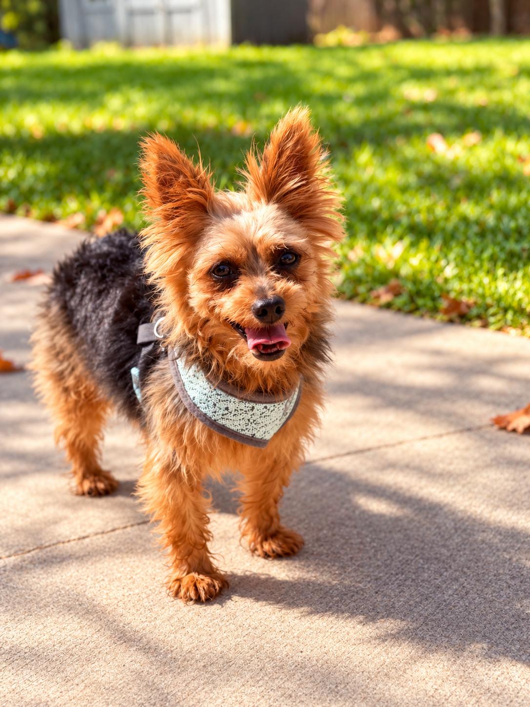 Enlarge Spartan, a Adoptable Yorkshire Terrier in Antioch, IL image 1/2