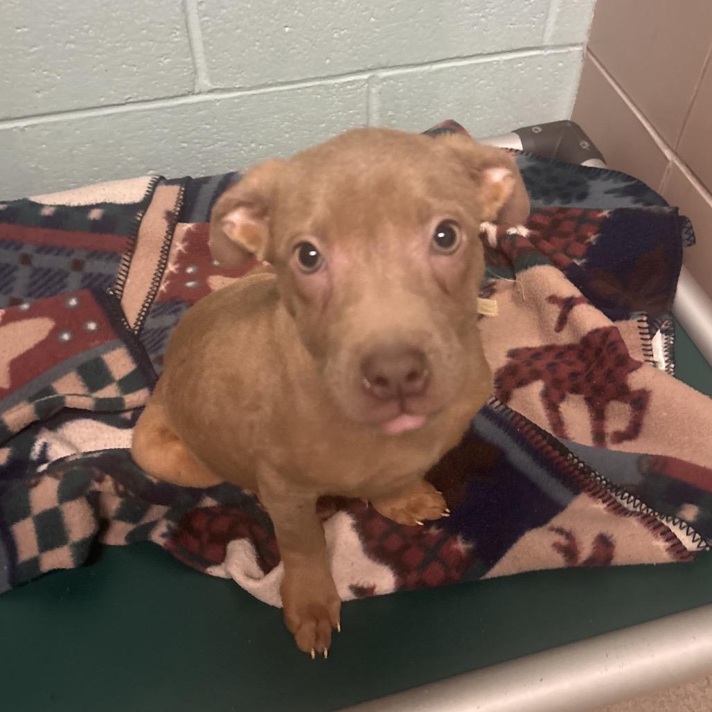 Enlarge Sally, a Adoptable Mixed Breed in Waukesha, WI image 1/1