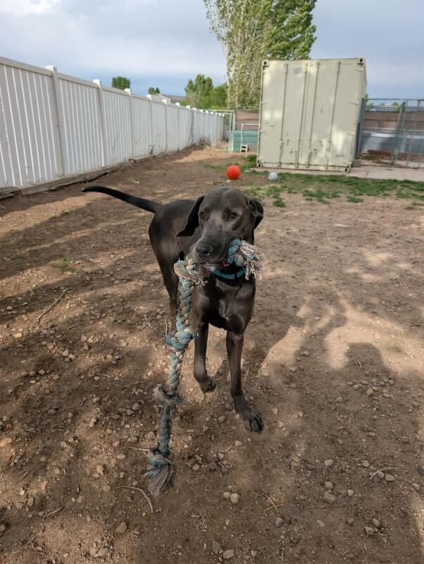Gus, Adoptable, Young Male Great Dane & Mixed Breed.