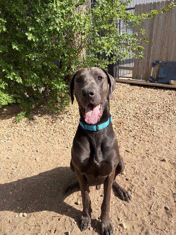 Gus, a Adoptable Great Dane in Windsor, CO image 2/4