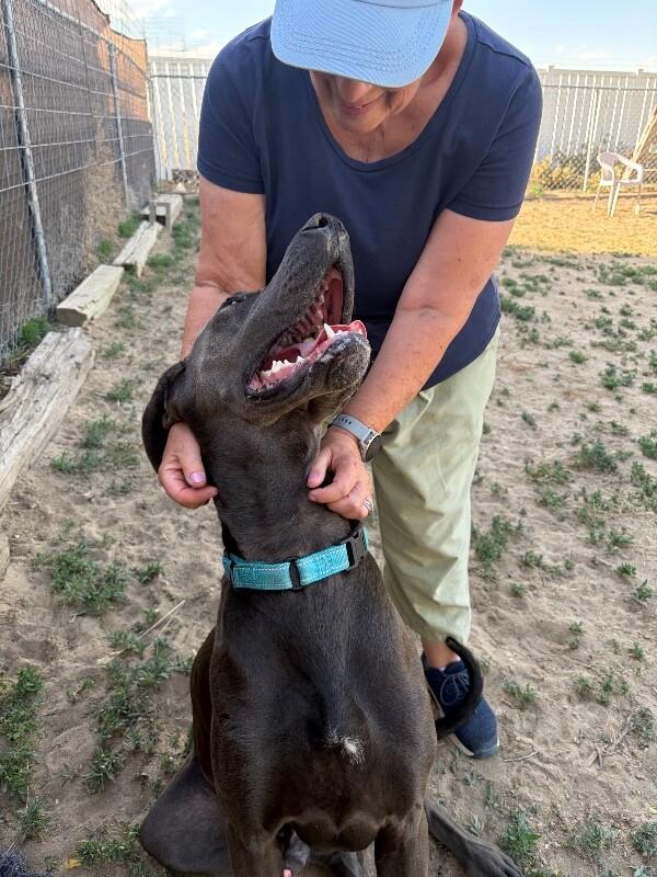 Enlarge Gus, a Adoptable mixed breed in Windsor, CO image 3/5