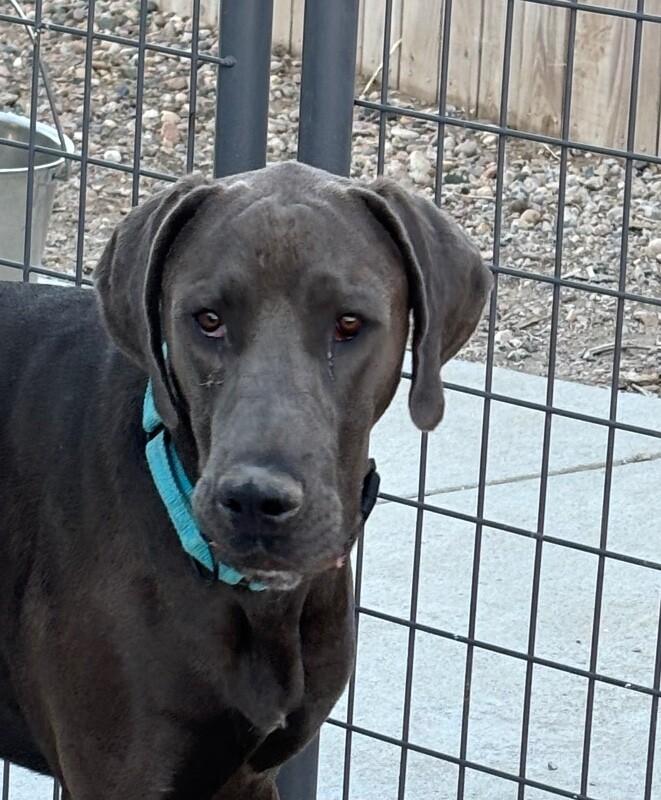 Enlarge Gus, a Adoptable mixed breed in Windsor, CO image 4/5