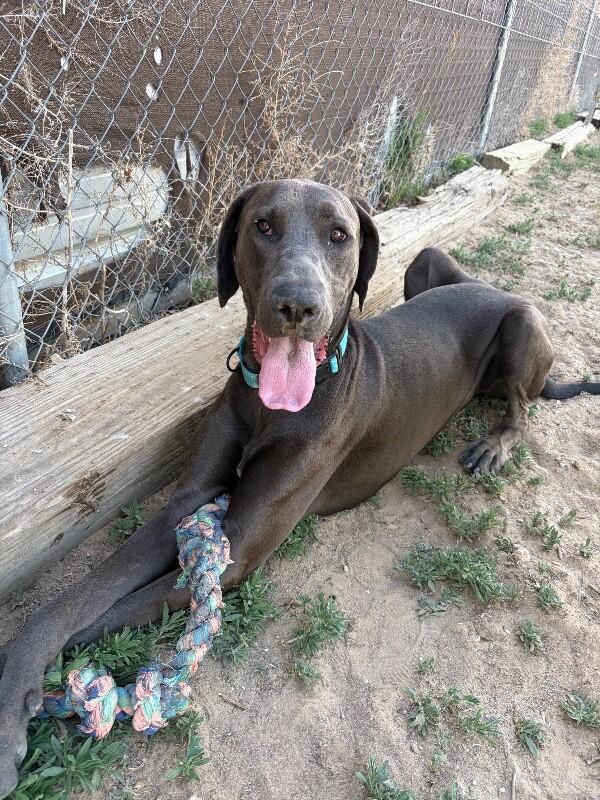 Enlarge Gus, a Adoptable mixed breed in Windsor, CO image 5/5